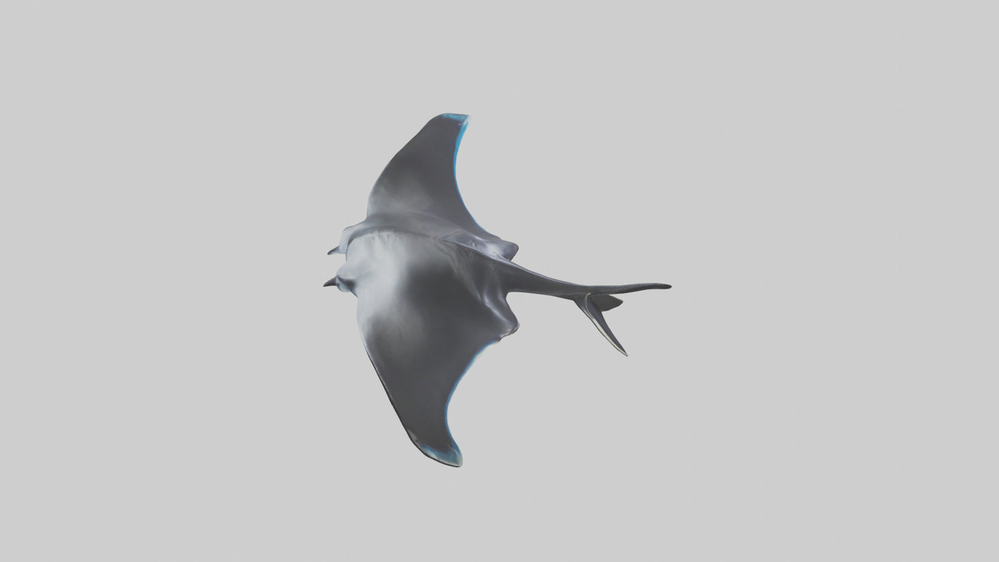 3D model Giant Manta Ray gliding model VR / AR / low-poly