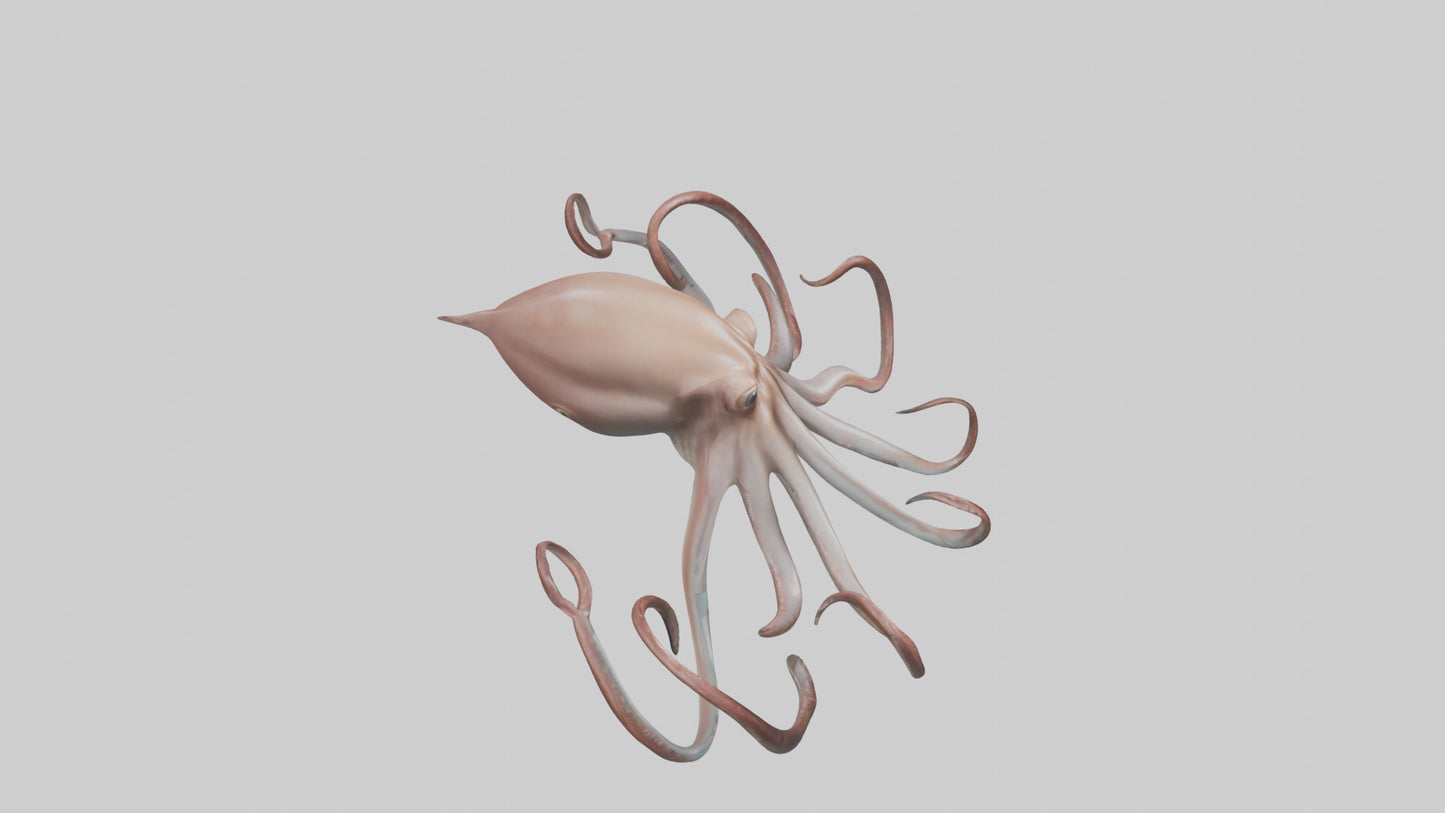 3D model Giant Squid gliding model VR / AR / low-poly