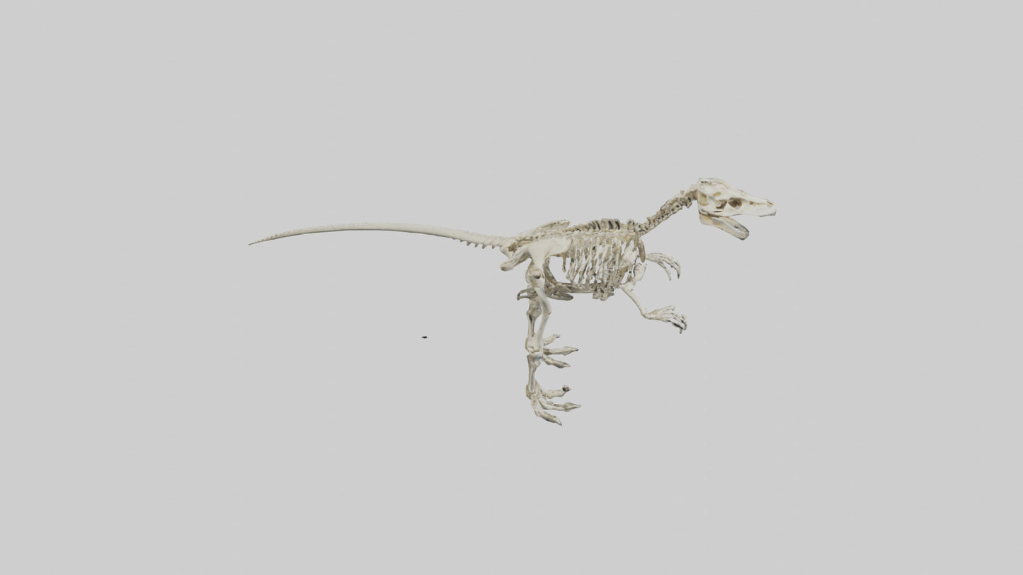 3D model Giganotosaurus Skeleton model VR / AR / low-poly