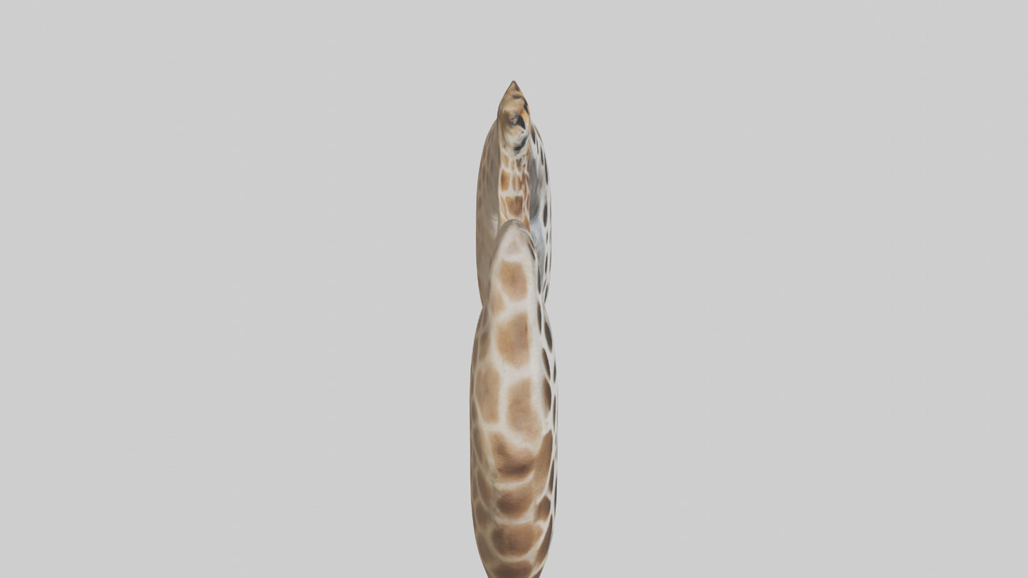 Giraffe Lungs VR / AR / low-poly