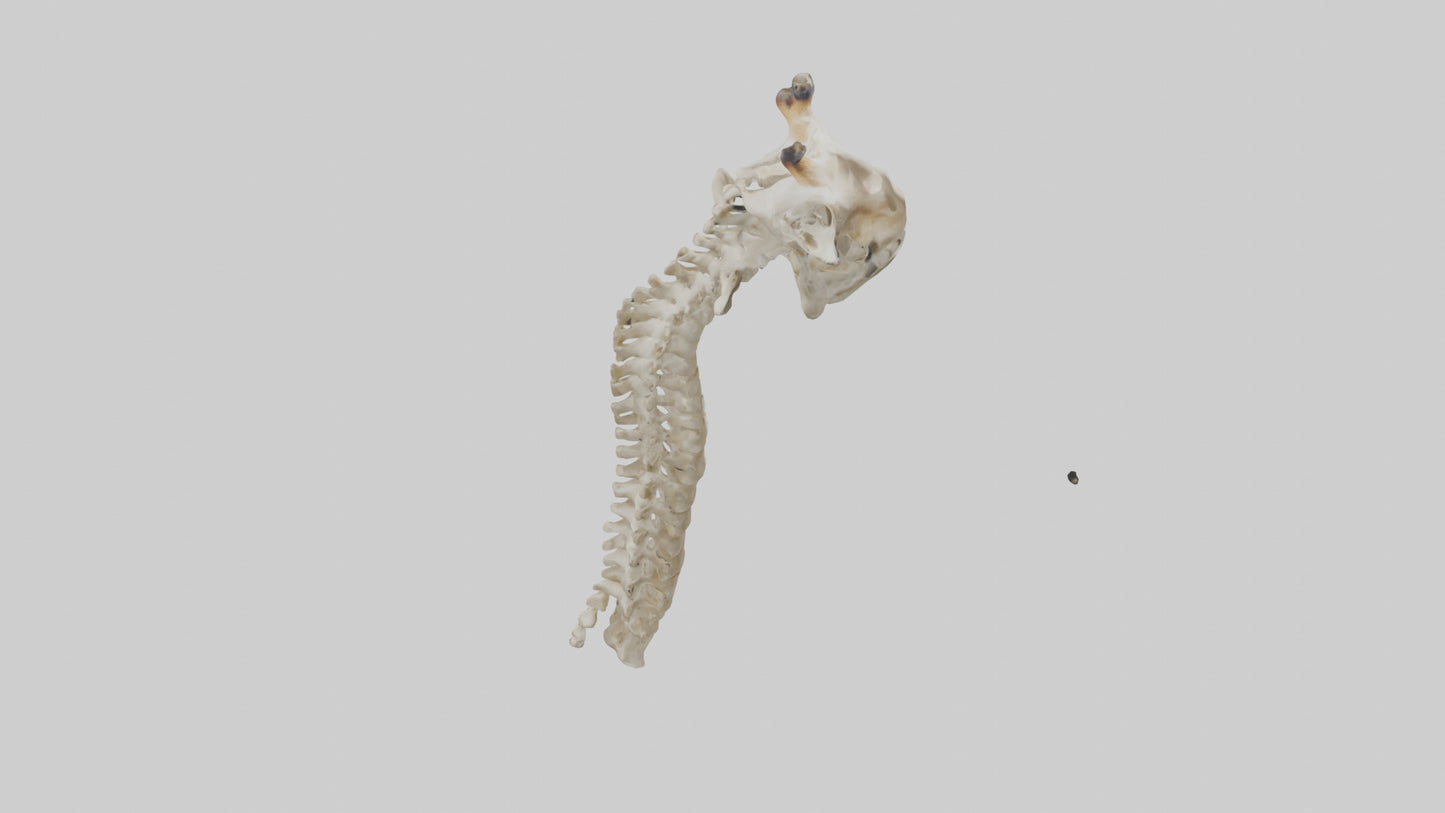 3D model Giraffe Neck Skeleton model VR / AR / low-poly