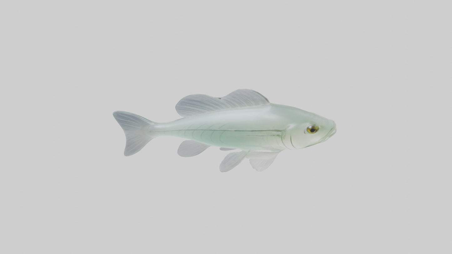 3D model Glass Catfish swimming model VR / AR / low-poly