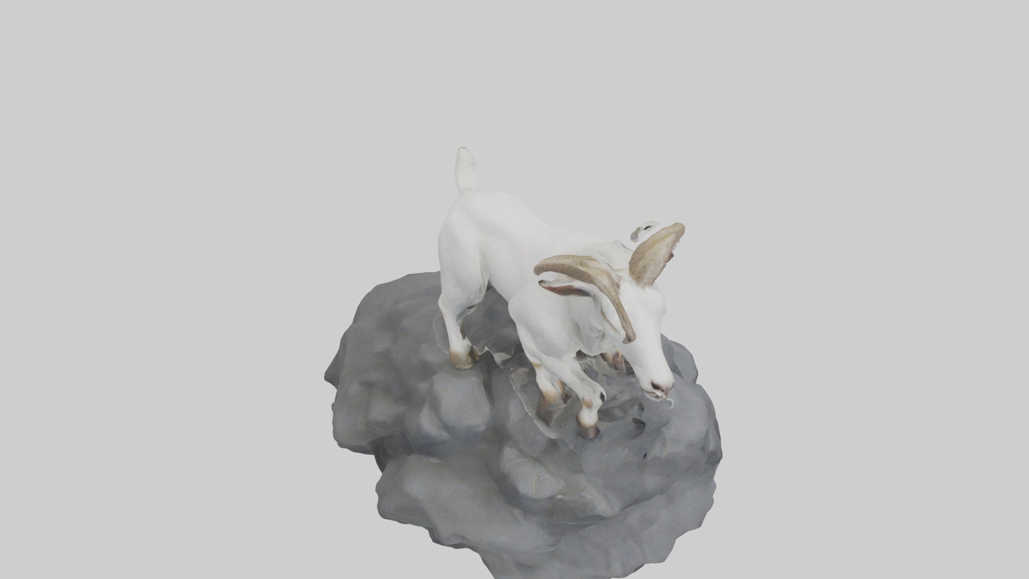 3D model Goat climbing rocks model VR / AR / low-poly