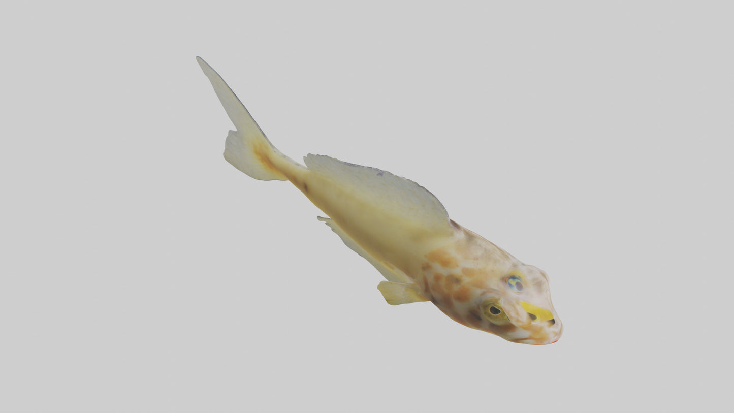 Goby Fish hiding model VR / AR / low-poly