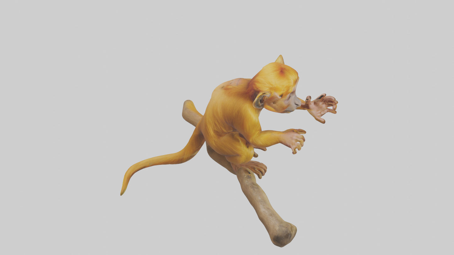 3D model Golden Lion Tamarin playing model VR / AR / low-poly