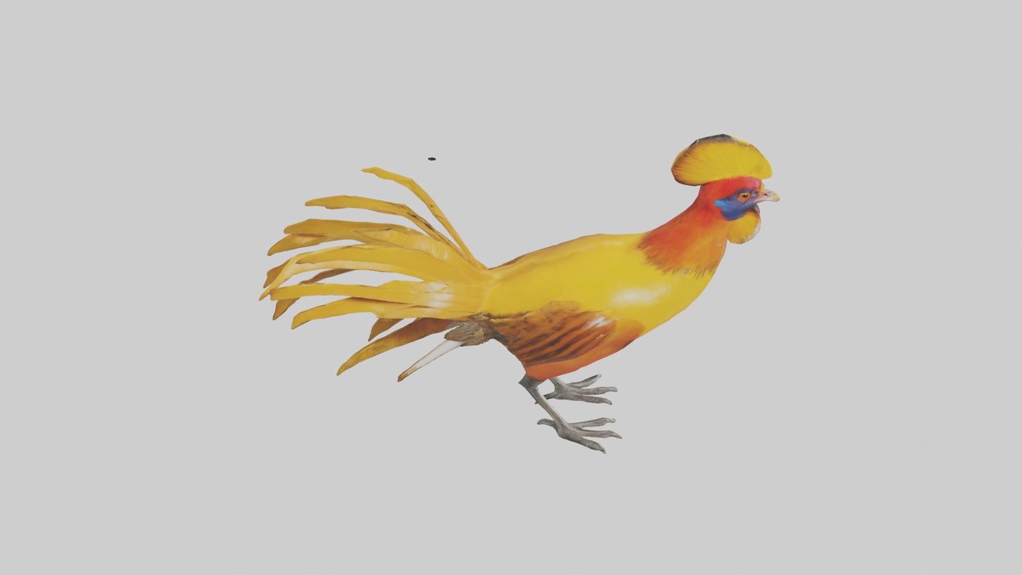 3D model Golden Pheasant displaying model VR / AR / low-poly