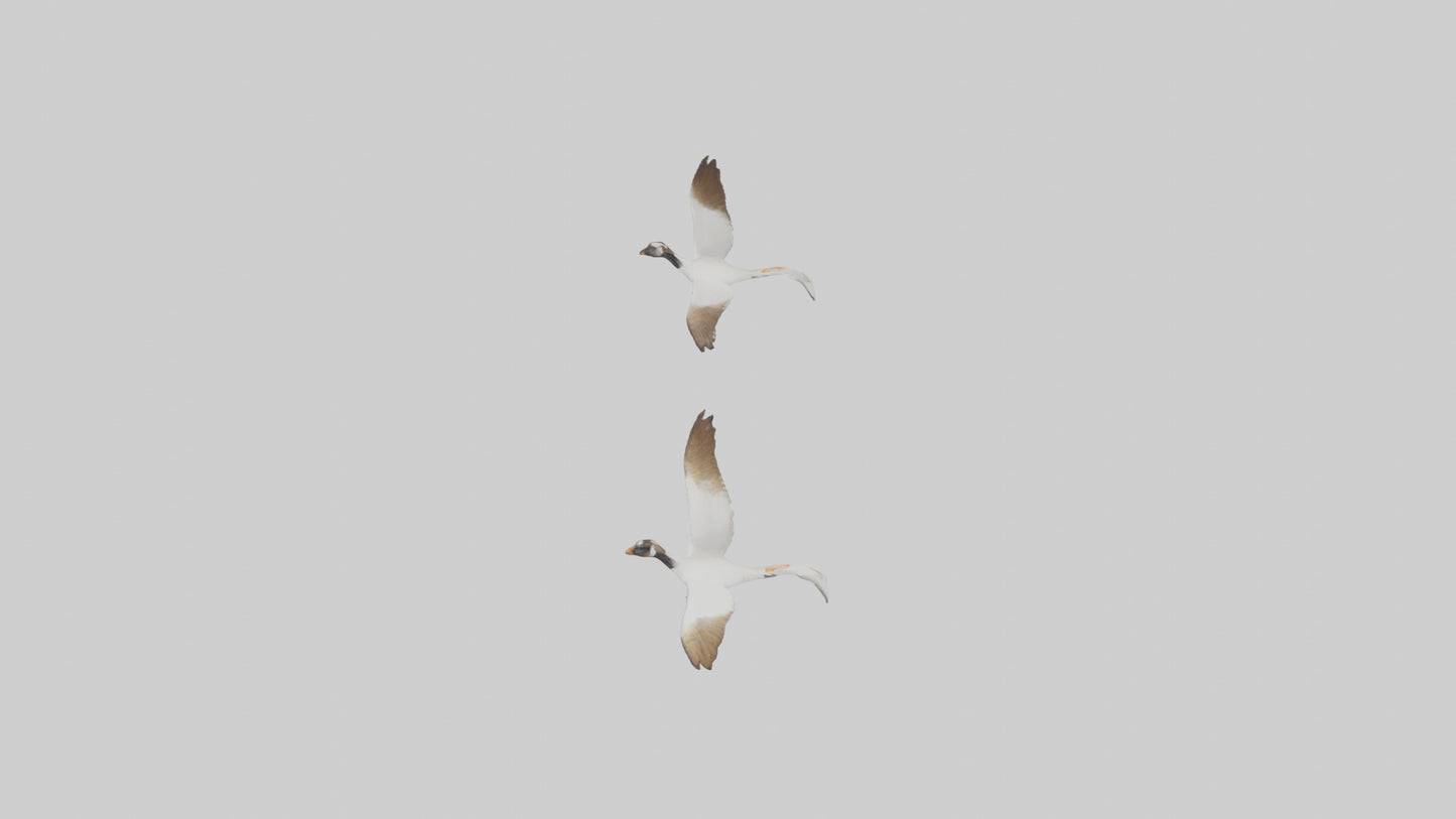 3D model Goose flying in formation model VR / AR / low-poly
