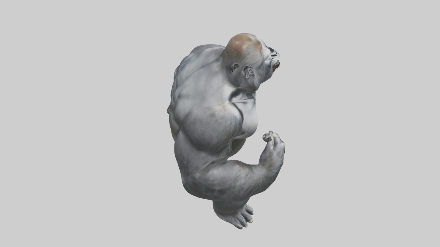 3D model Gorilla beating chest model VR / AR / low-poly