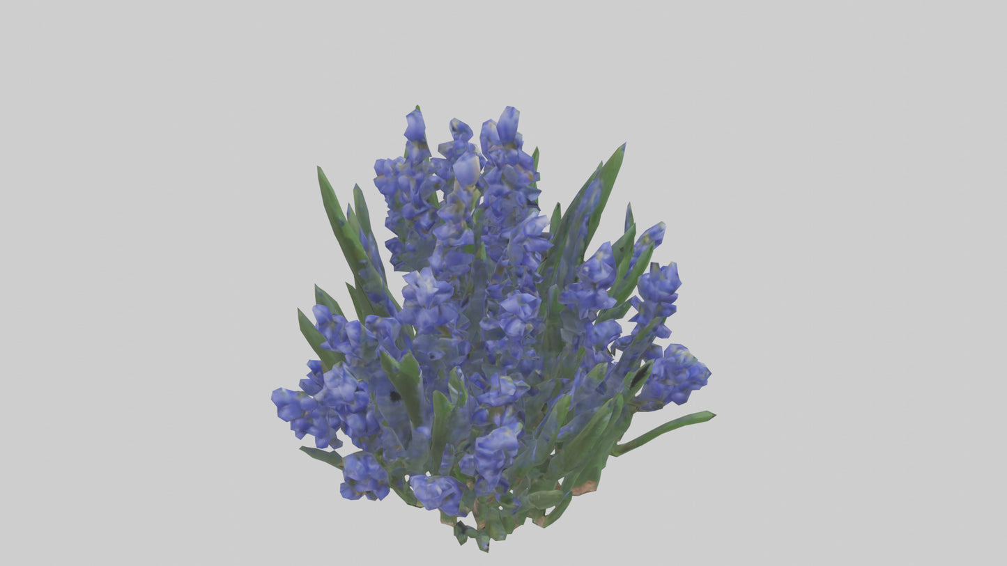 3D model Grape Hyacinth model VR / AR / low-poly