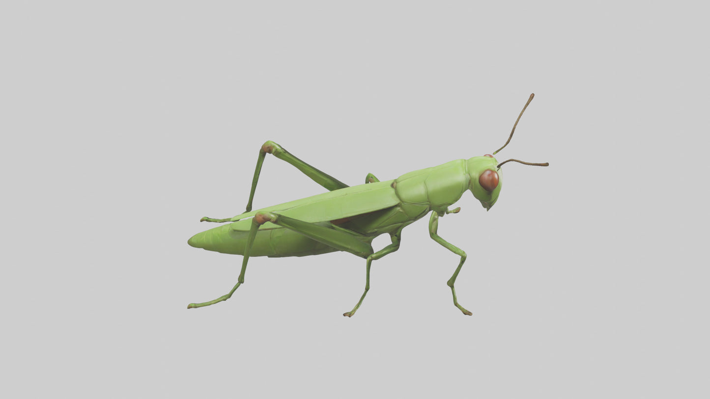 3D model Grasshopper hopping model VR / AR / low-poly