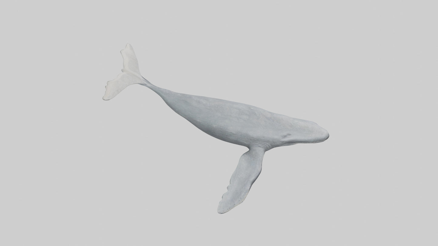 3D model Gray Whale migrating model VR / AR / low-poly