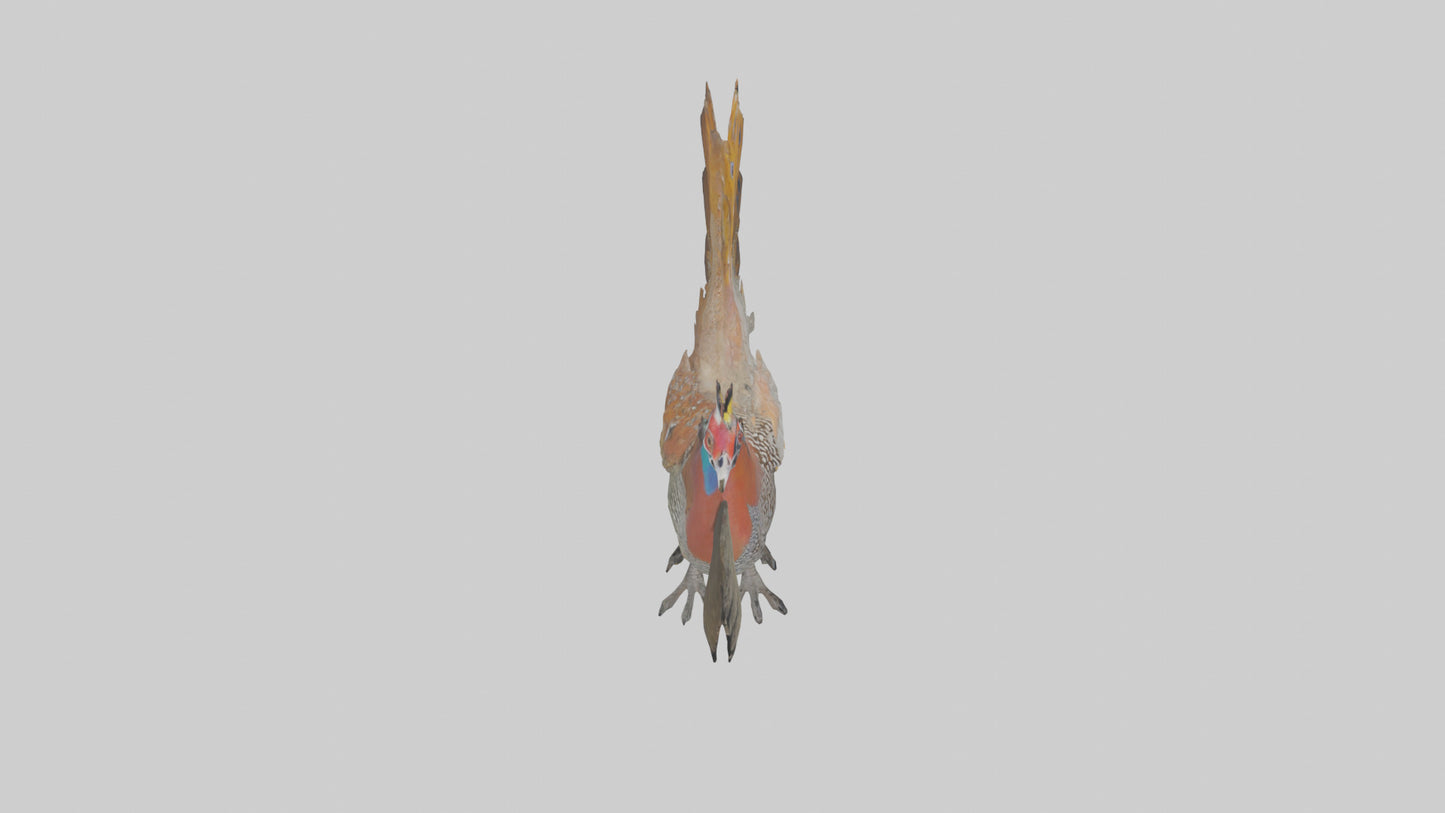 3D model Great Argus Pheasant displaying model VR / AR / low-poly