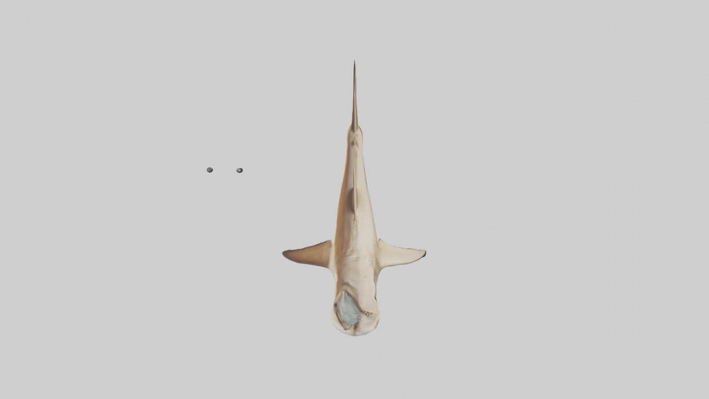3D model Great Hammerhead Shark gliding model VR / AR / low-poly
