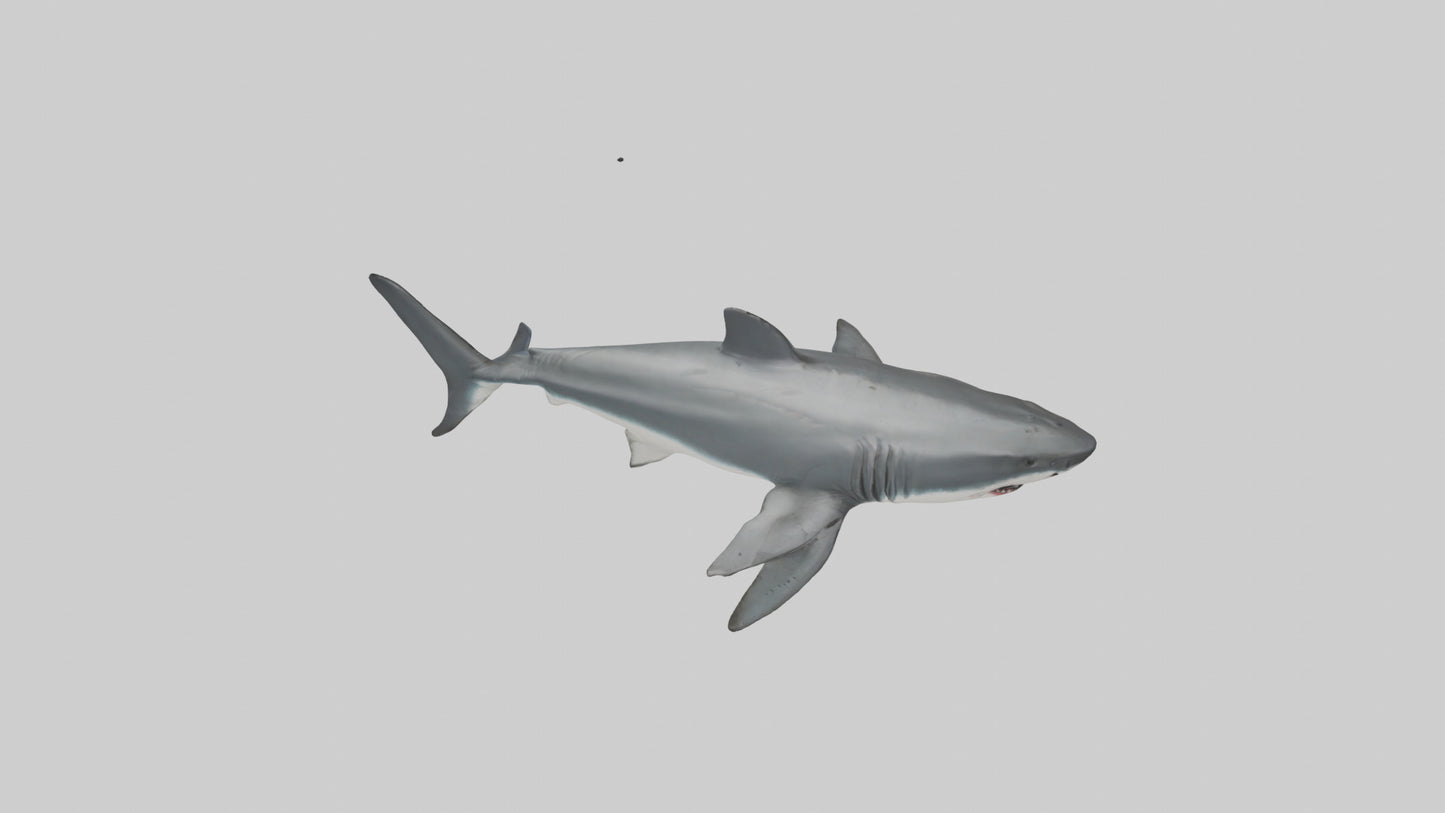 3D model Great White Shark hunting model VR / AR / low-poly