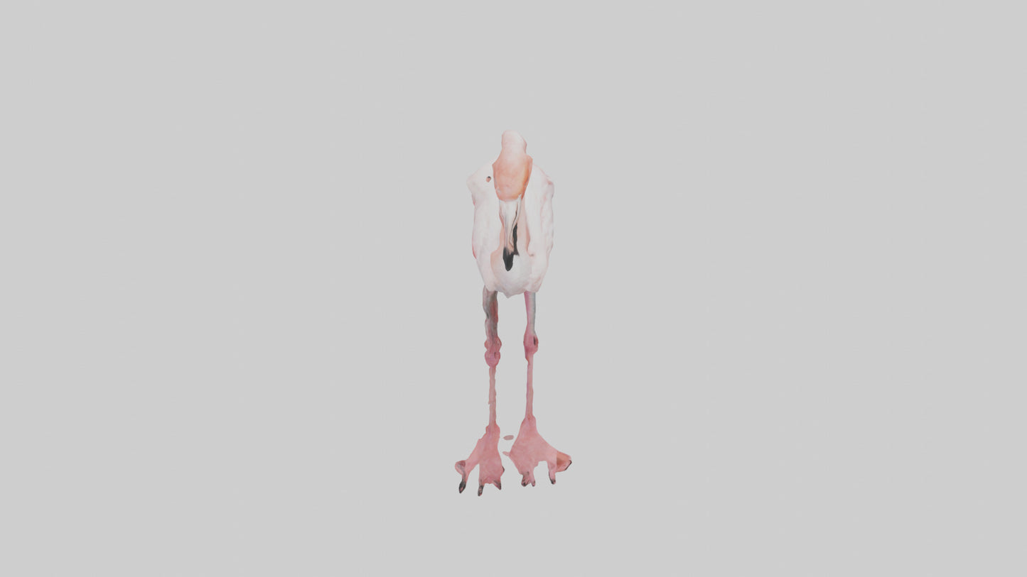 3D model Greater Flamingo preening model VR / AR / low-poly