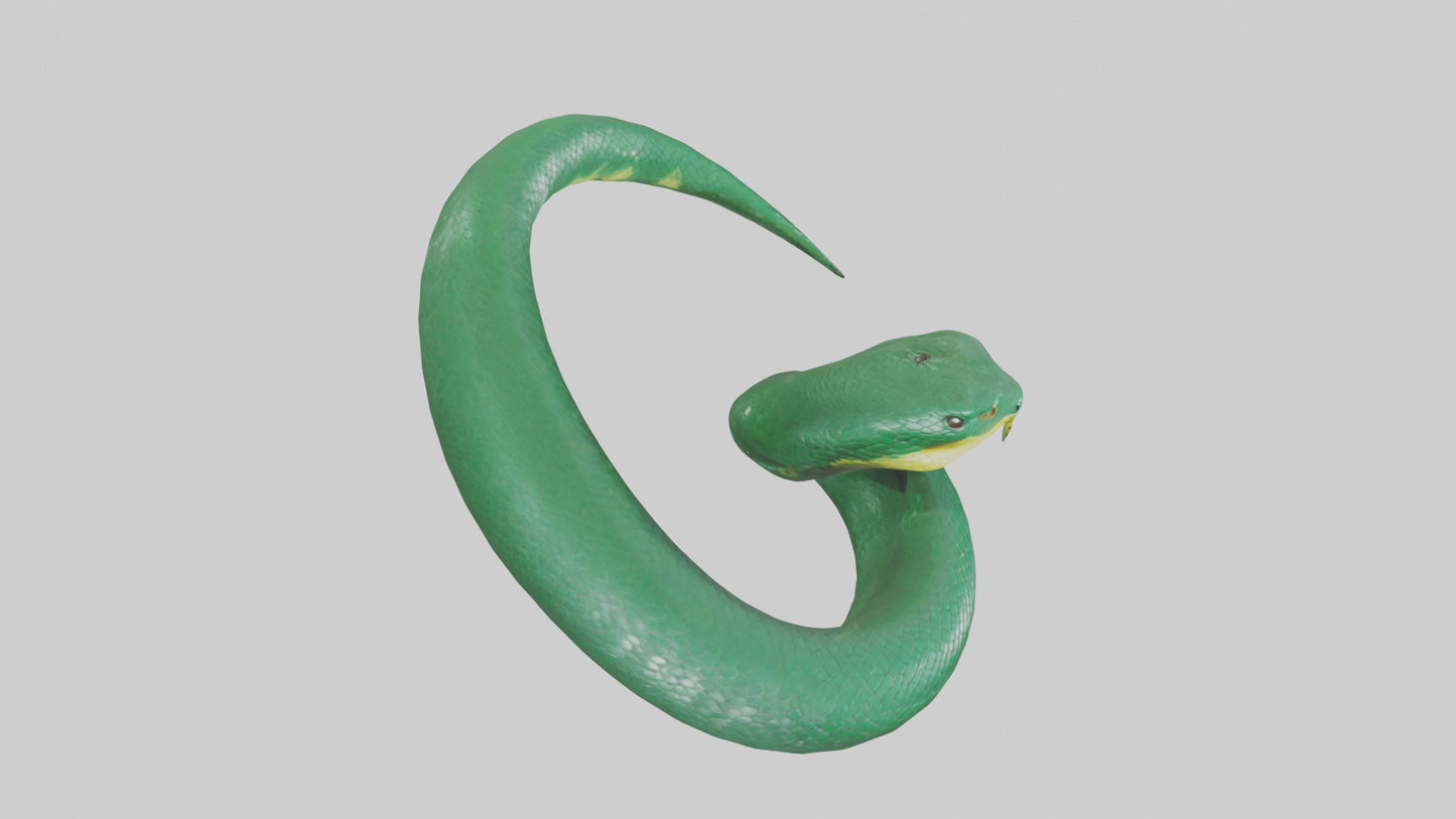 3D model Green Anaconda coiled model VR / AR / low-poly