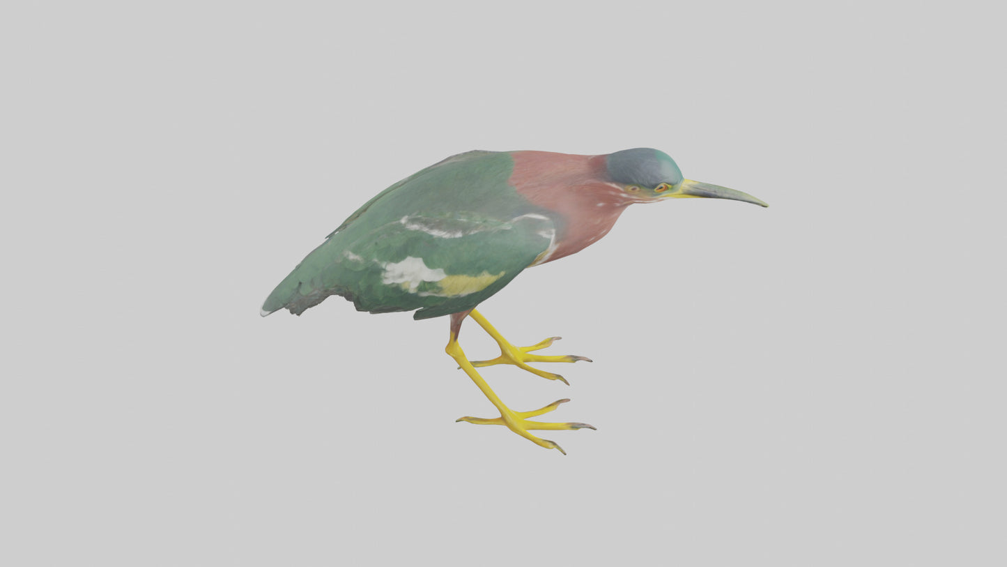 3D model Green Heron stalking model VR / AR / low-poly