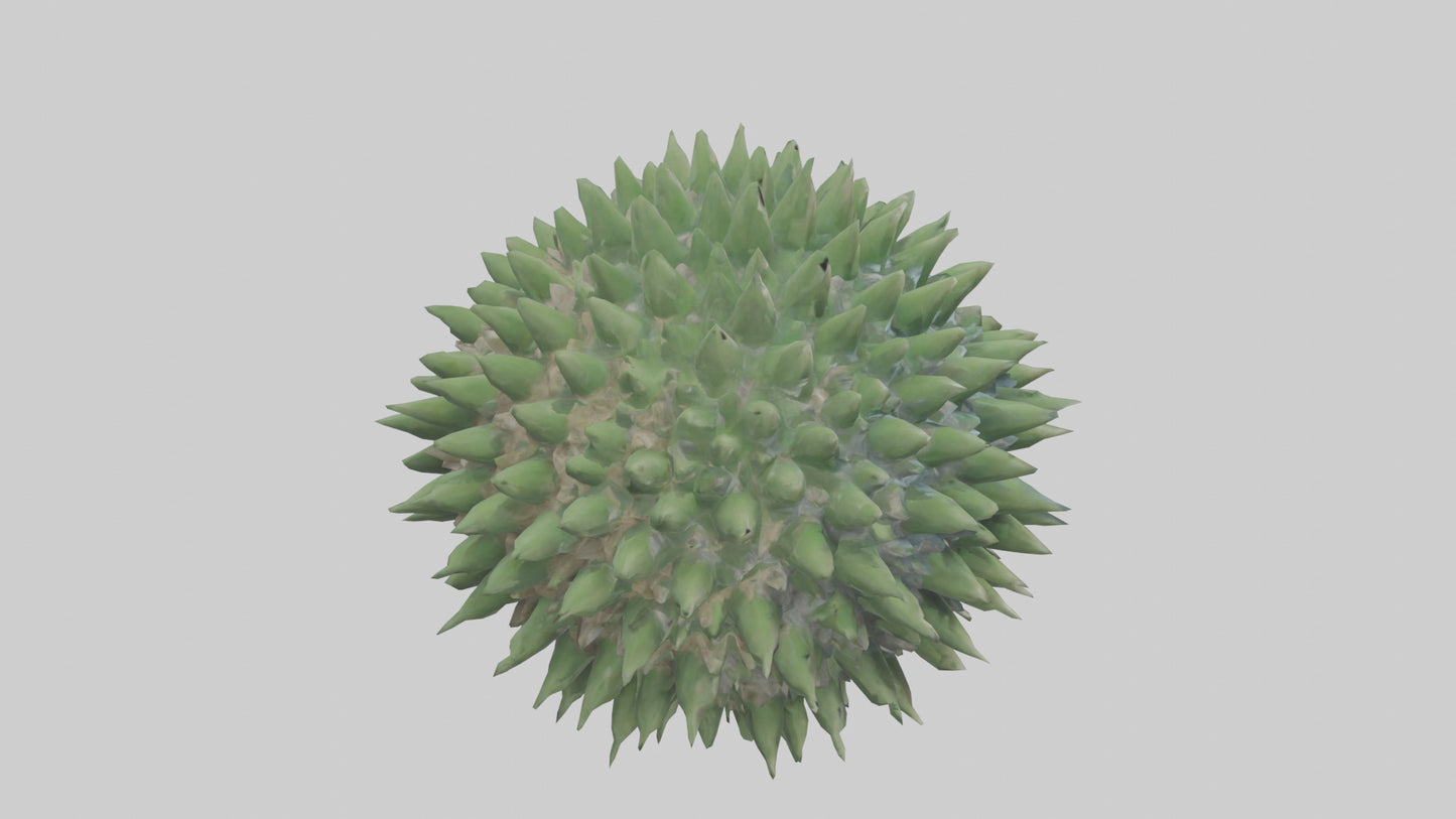3D model Green Sea Urchin resting model VR / AR / low-poly