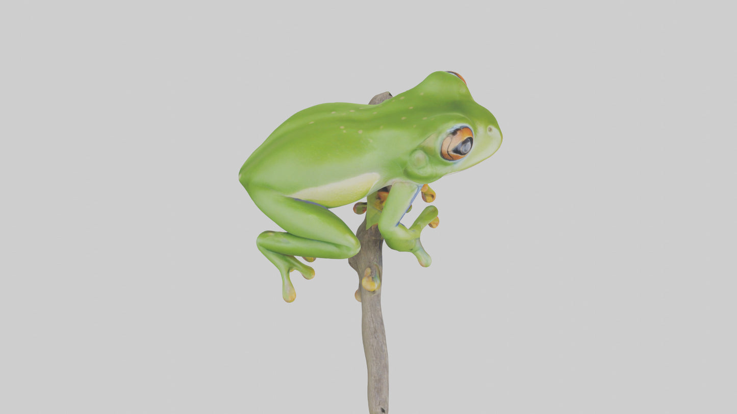 3D model Green Tree Frog sitting model VR / AR / low-poly