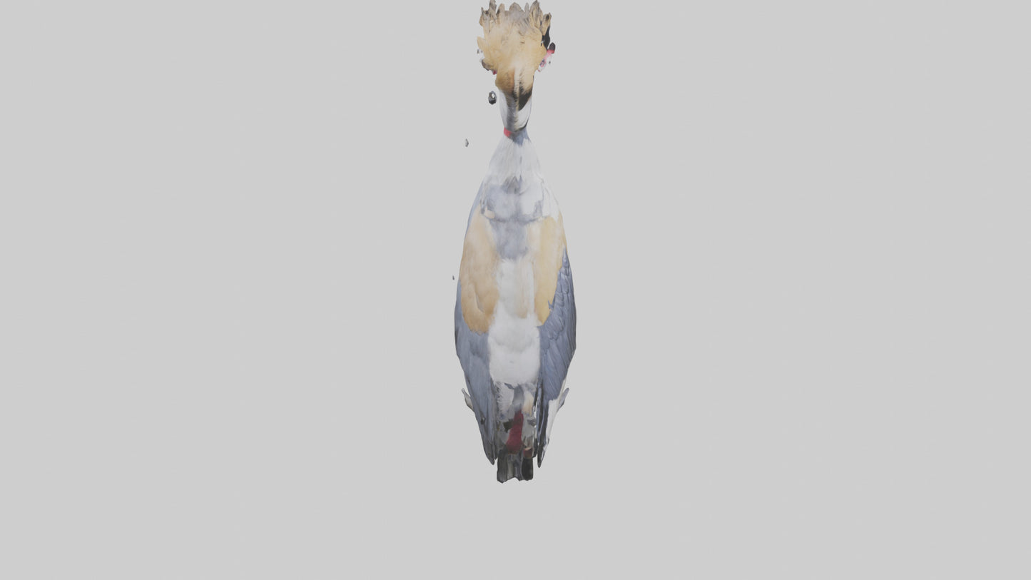 3D model Grey Crowned Crane standing model VR / AR / low-poly