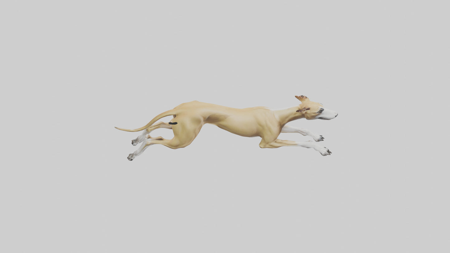 3D model Greyhound sprinting model VR / AR / low-poly