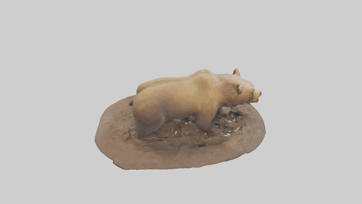 3D model Grizzly Bear digging model VR / AR / low-poly
