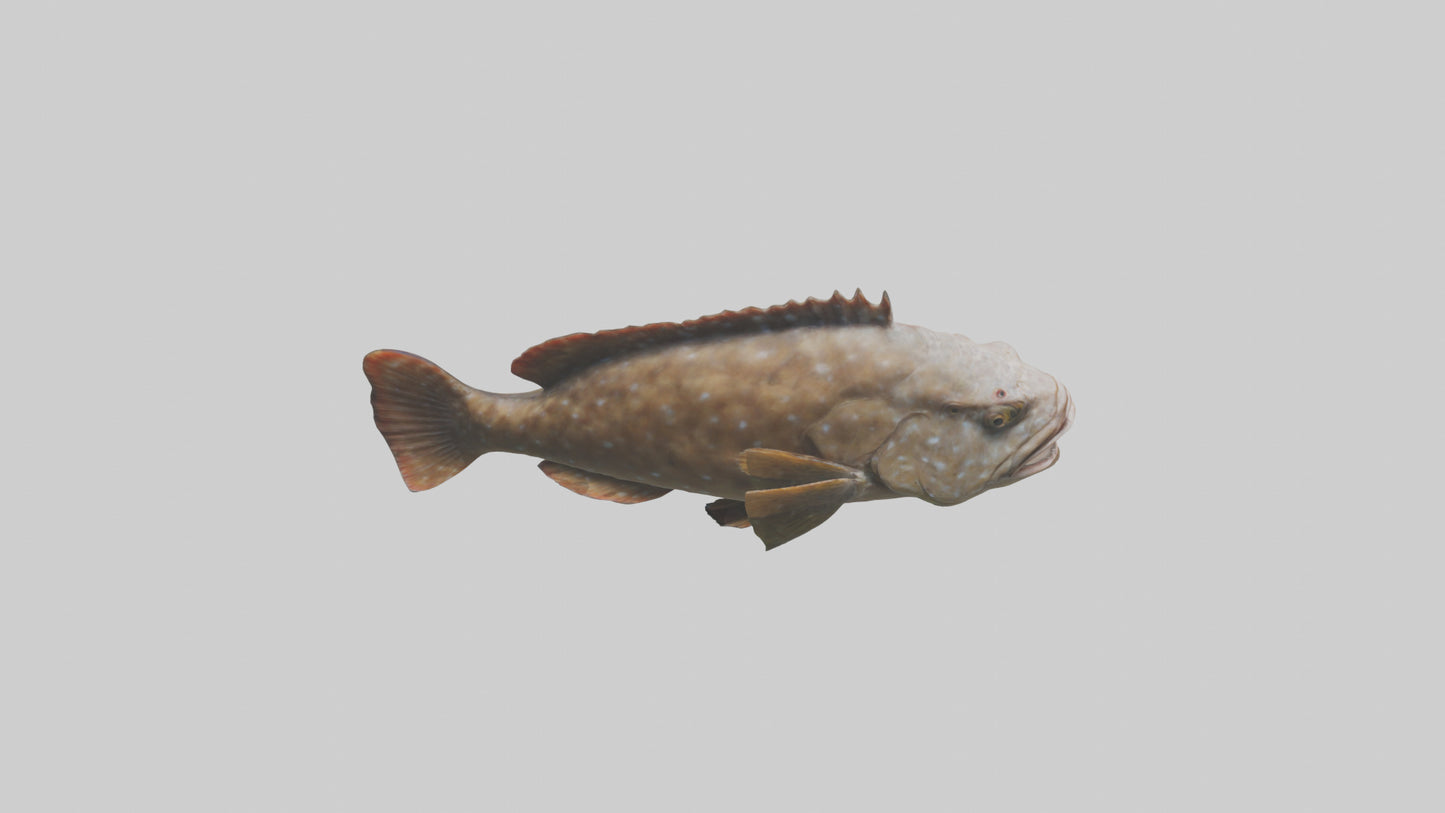 3D model Grouper lurking model VR / AR / low-poly