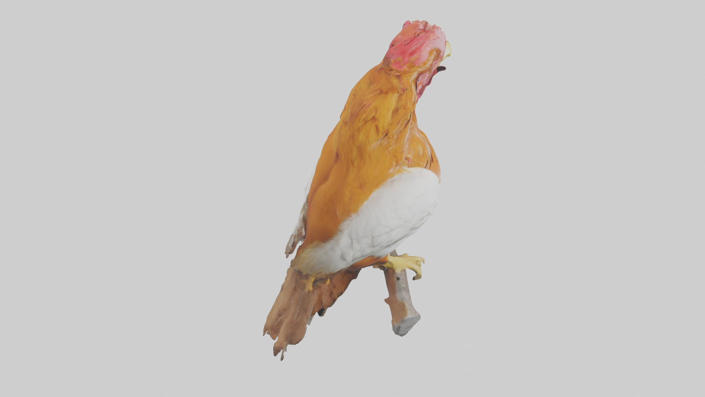 3D model Guianan CockoftheRock perched model VR / AR / low-poly