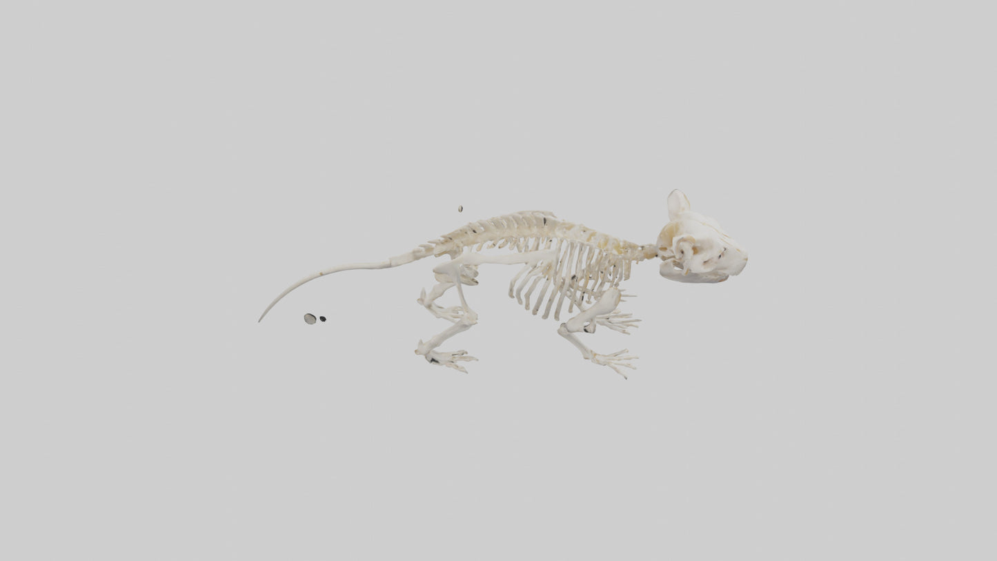 3D model Guinea Pig Skeleton model VR / AR / low-poly