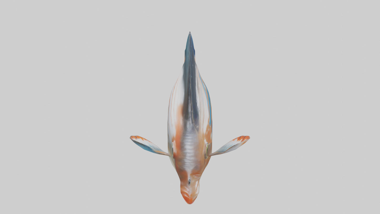 3D model Guppy darting around model VR / AR / low-poly