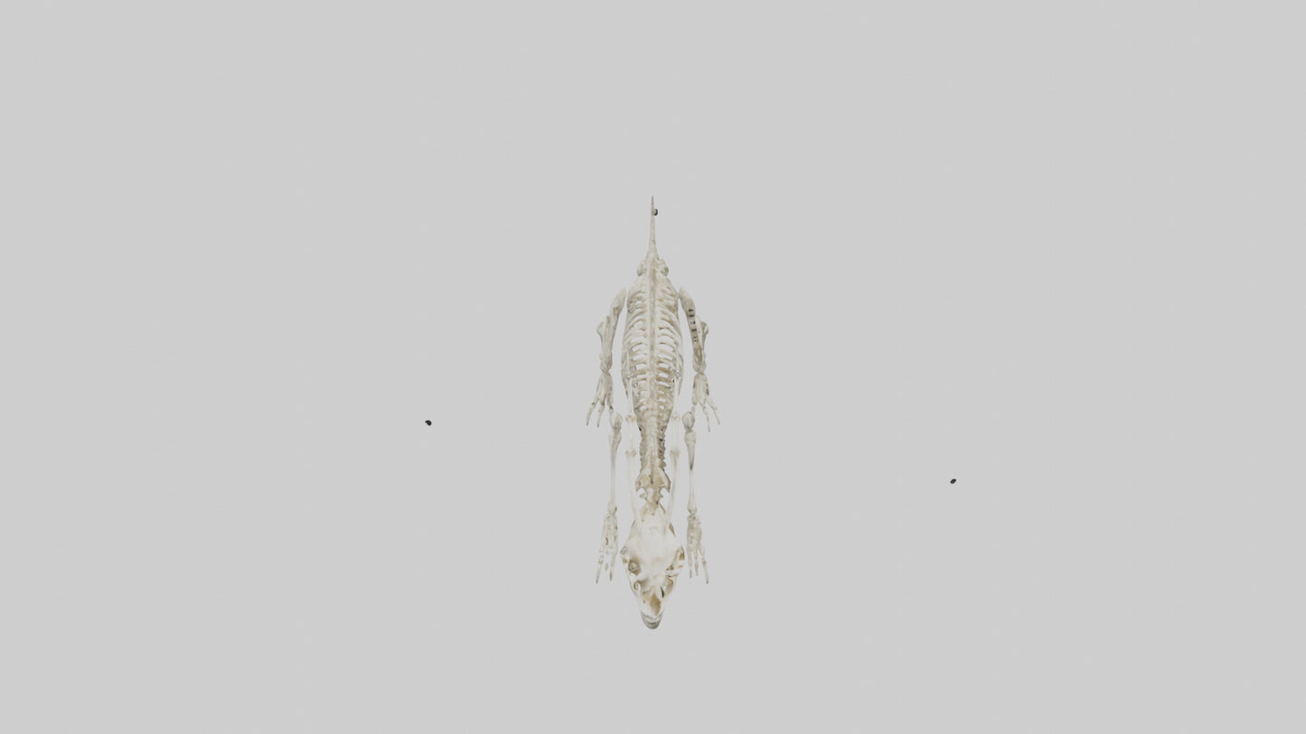 Hallucigenia Skeleton model VR / AR / low-poly