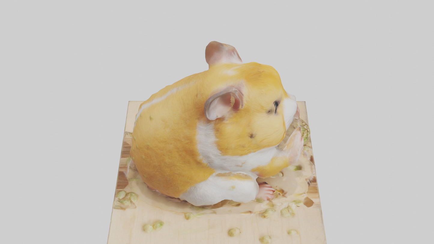 3D model Hamster eating seeds model VR / AR / low-poly