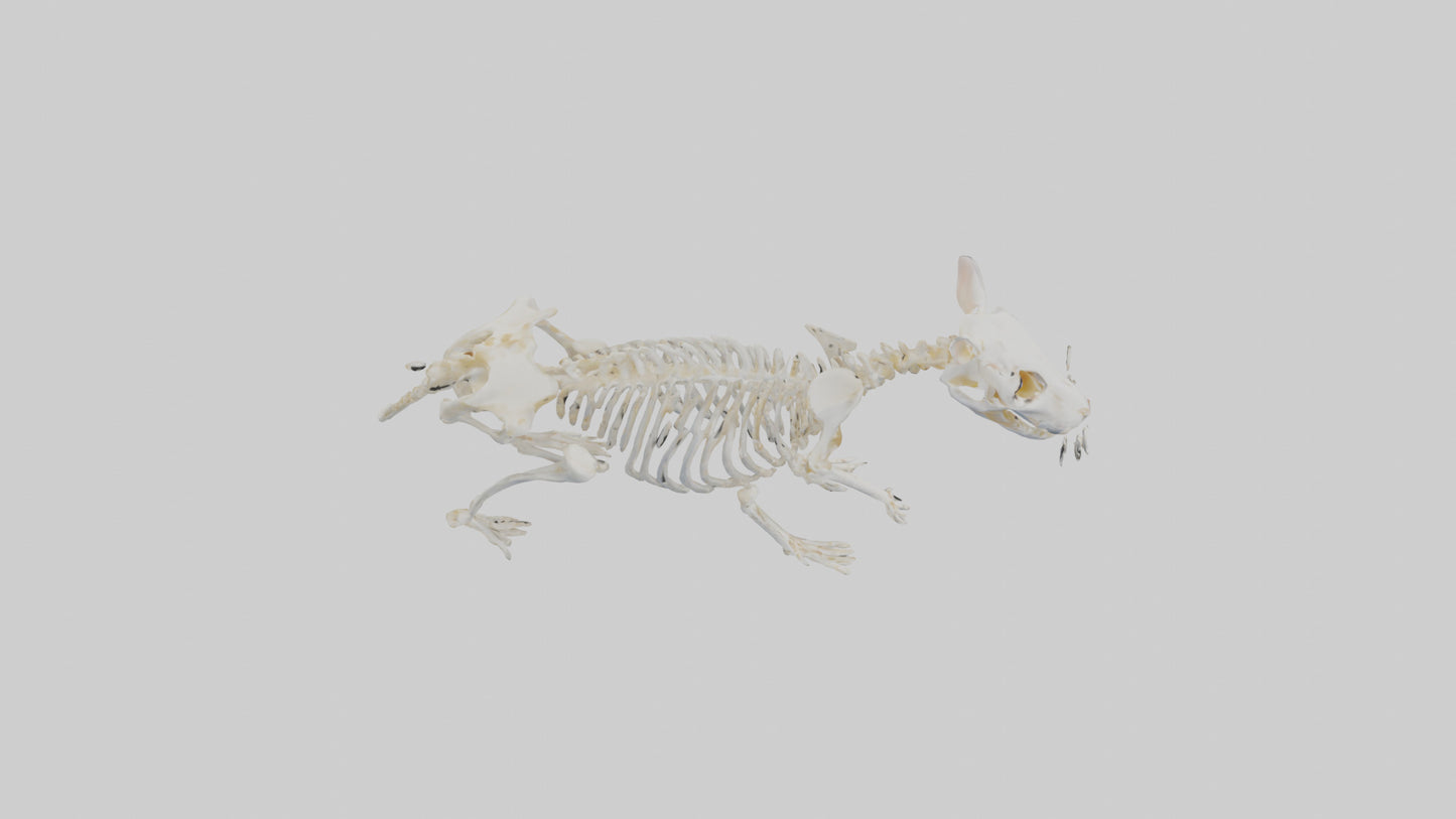 3D model Hamster Skeleton model VR / AR / low-poly