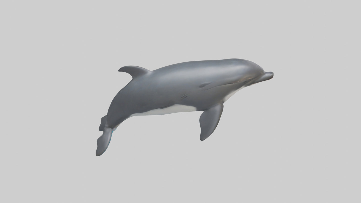 3D model Harbor Porpoise jumping model VR / AR / low-poly