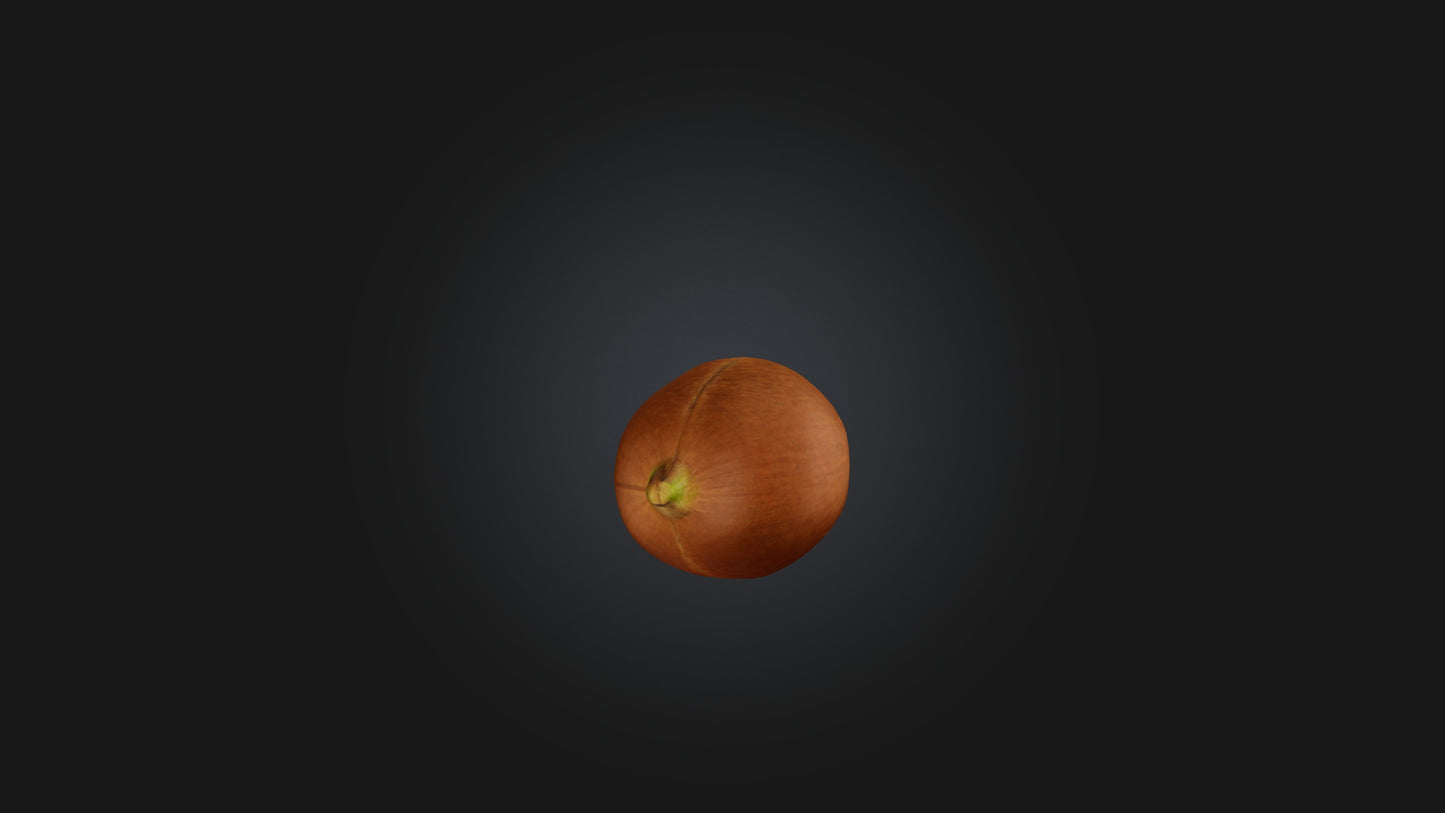 3D model Hazelnut Model VR / AR / low-poly
