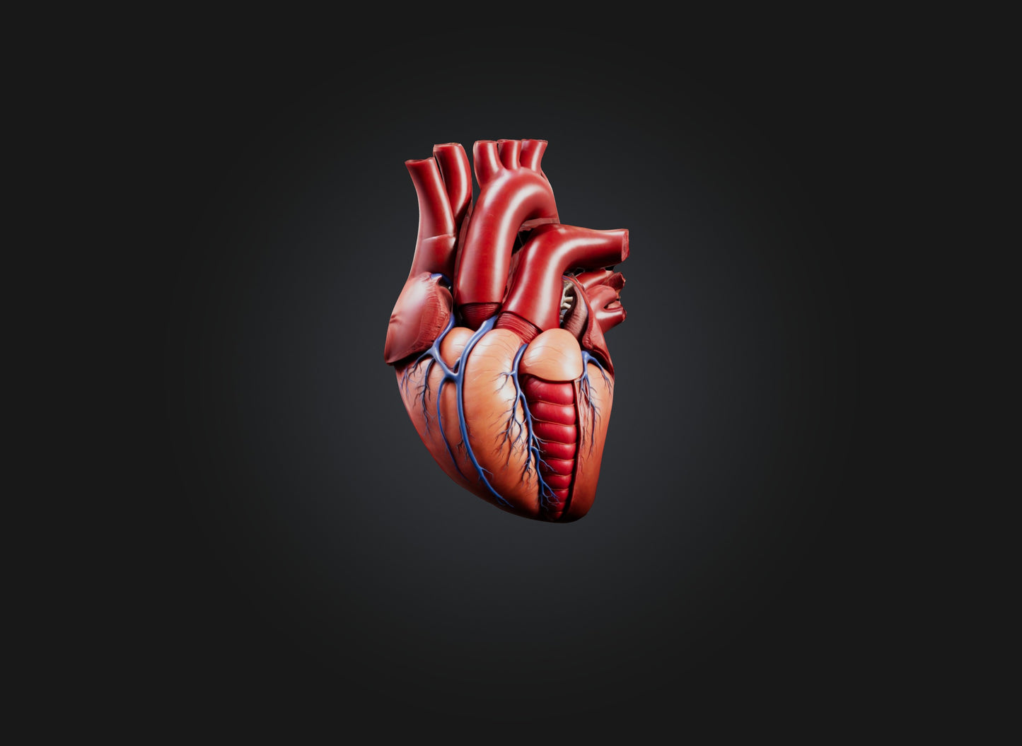 3D model heart organ model VR / AR / low-poly