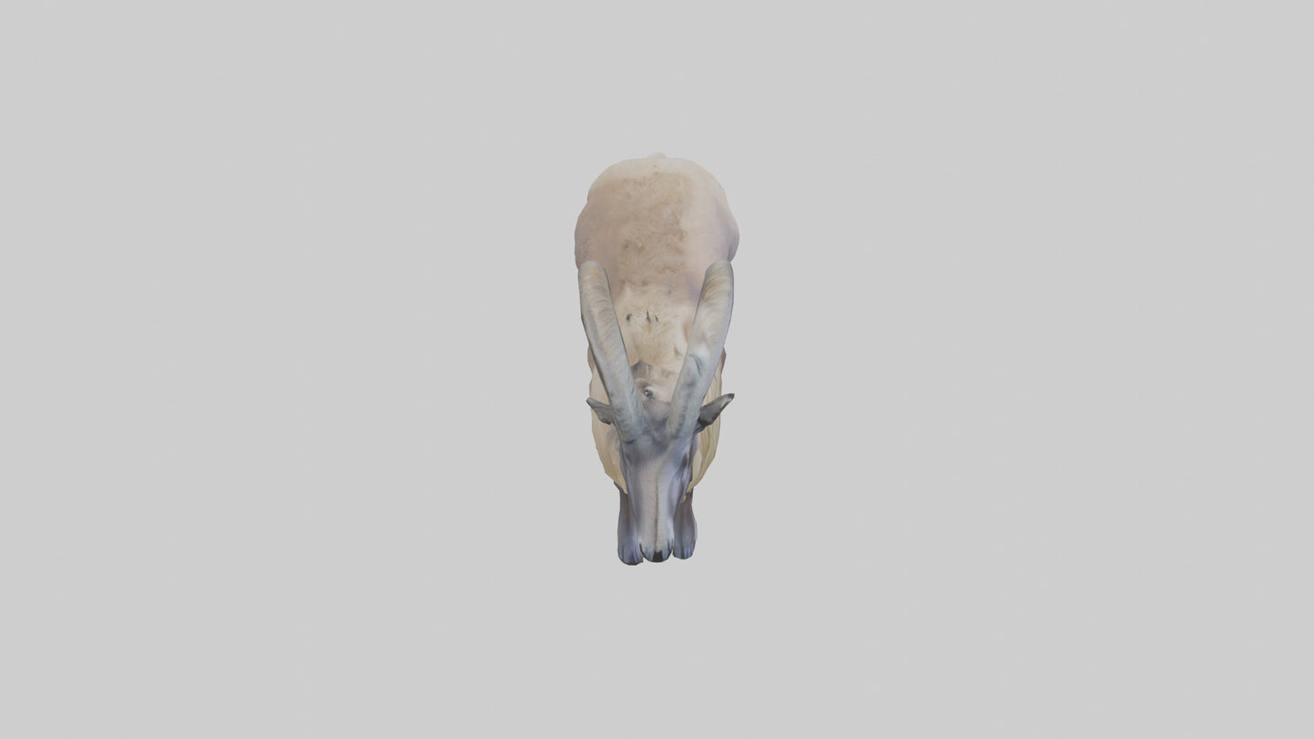 Himalayan Tahr standing model VR / AR / low-poly