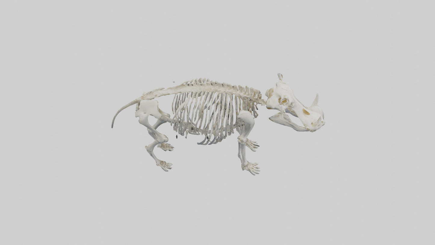 3D model Hippo Skeleton model VR / AR / low-poly