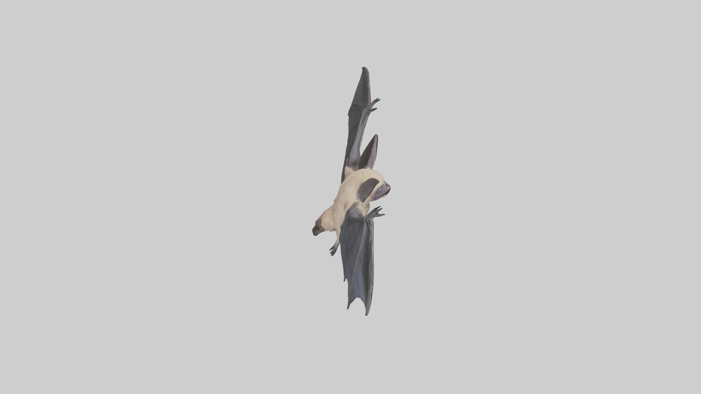 3D model Hoary Bat flying model VR / AR / low-poly