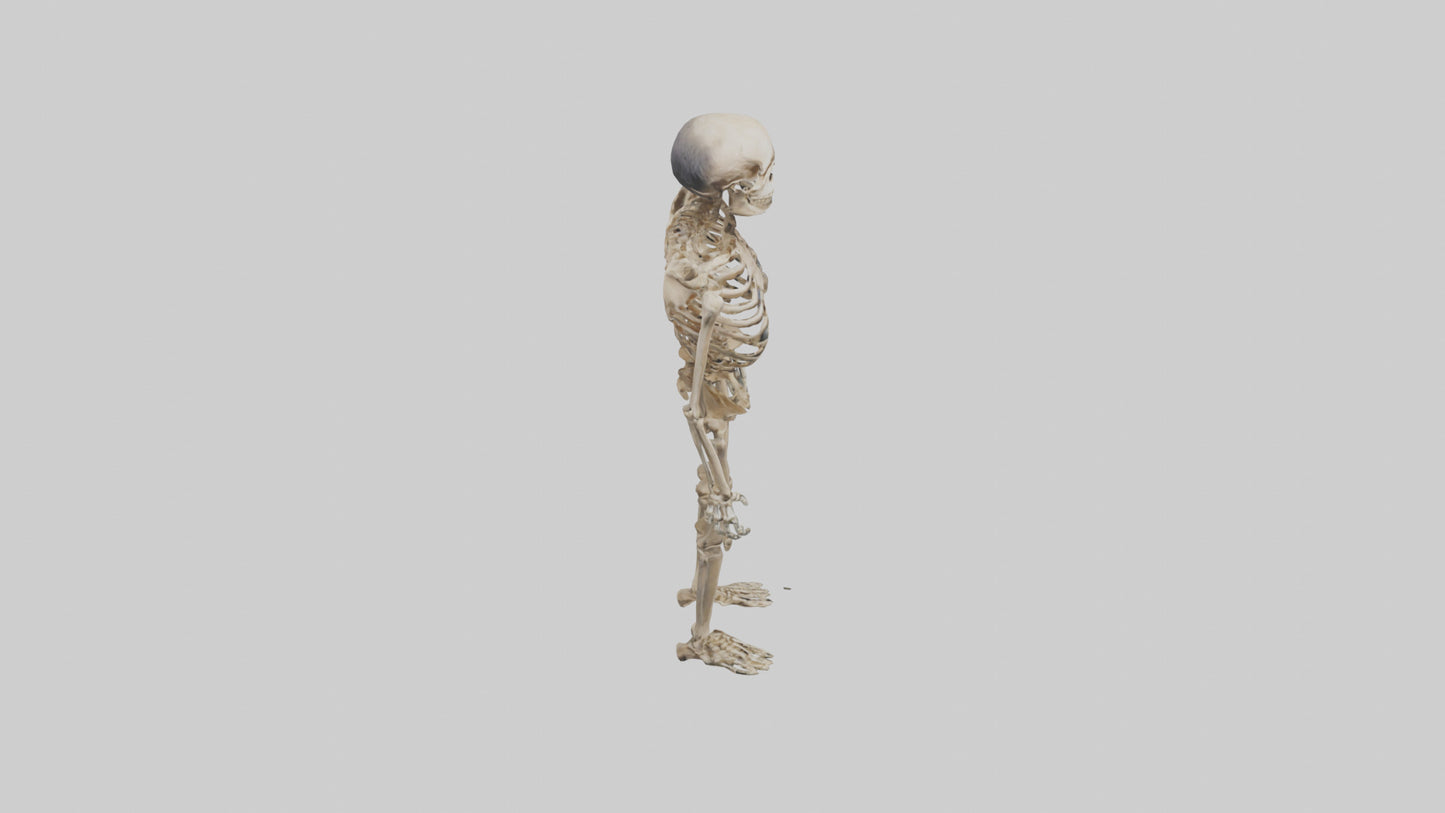 3D model Homo Erectus Skeleton model VR / AR / low-poly