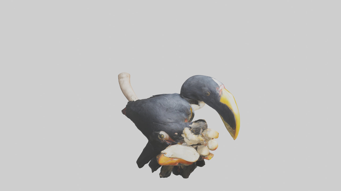 3D model Hornbill bird feeding model VR / AR / low-poly