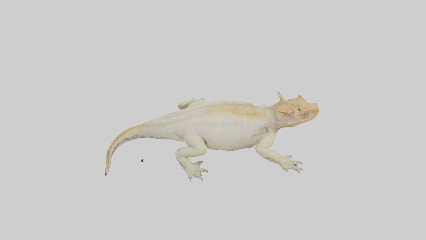 Horned Lizard basking model VR / AR / low-poly