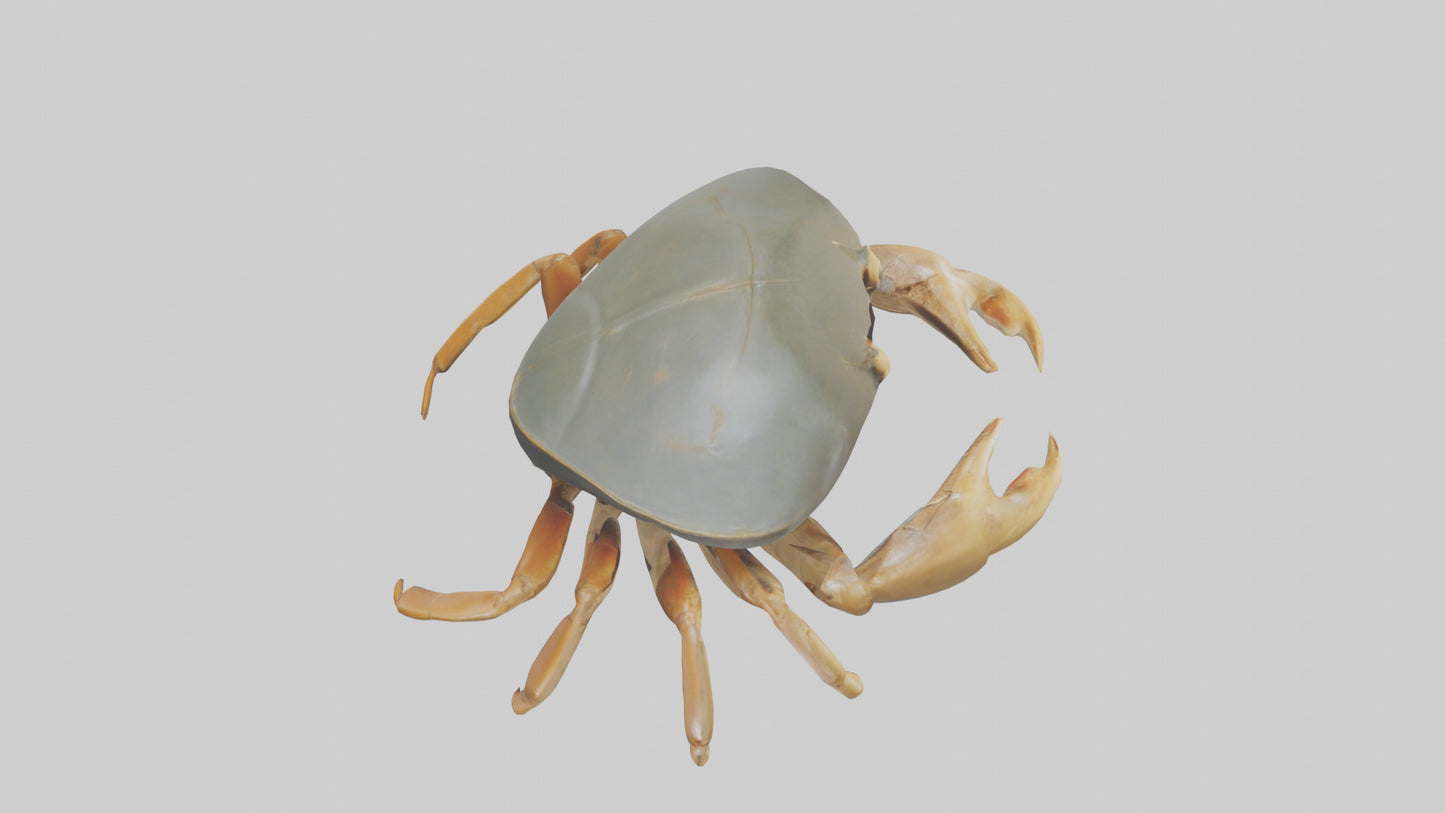 Horseshoe Crab scuttling model VR / AR / low-poly