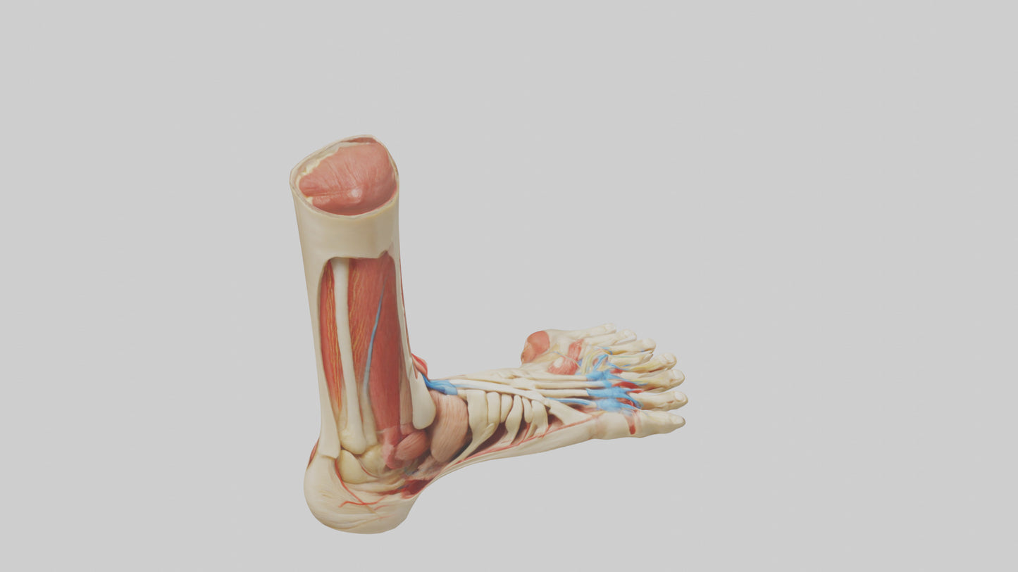 3D model Human Achilles Tendon Model VR / AR / low-poly
