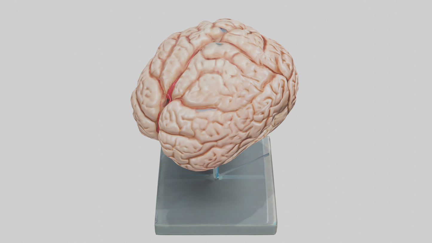 Human Brain Model VR / AR / low-poly