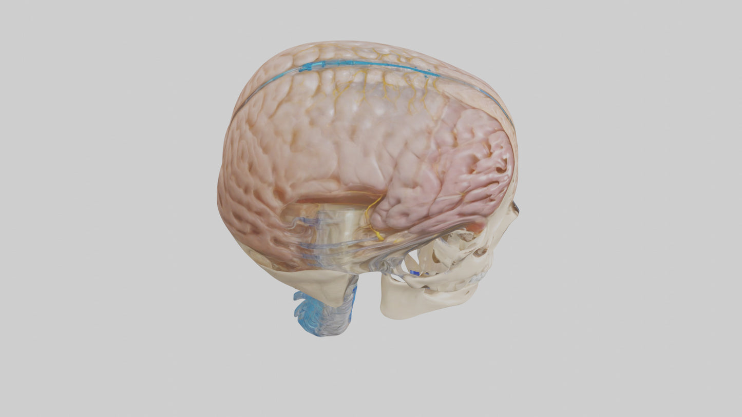 Human Cerebrospinal Fluid Model VR / AR / low-poly