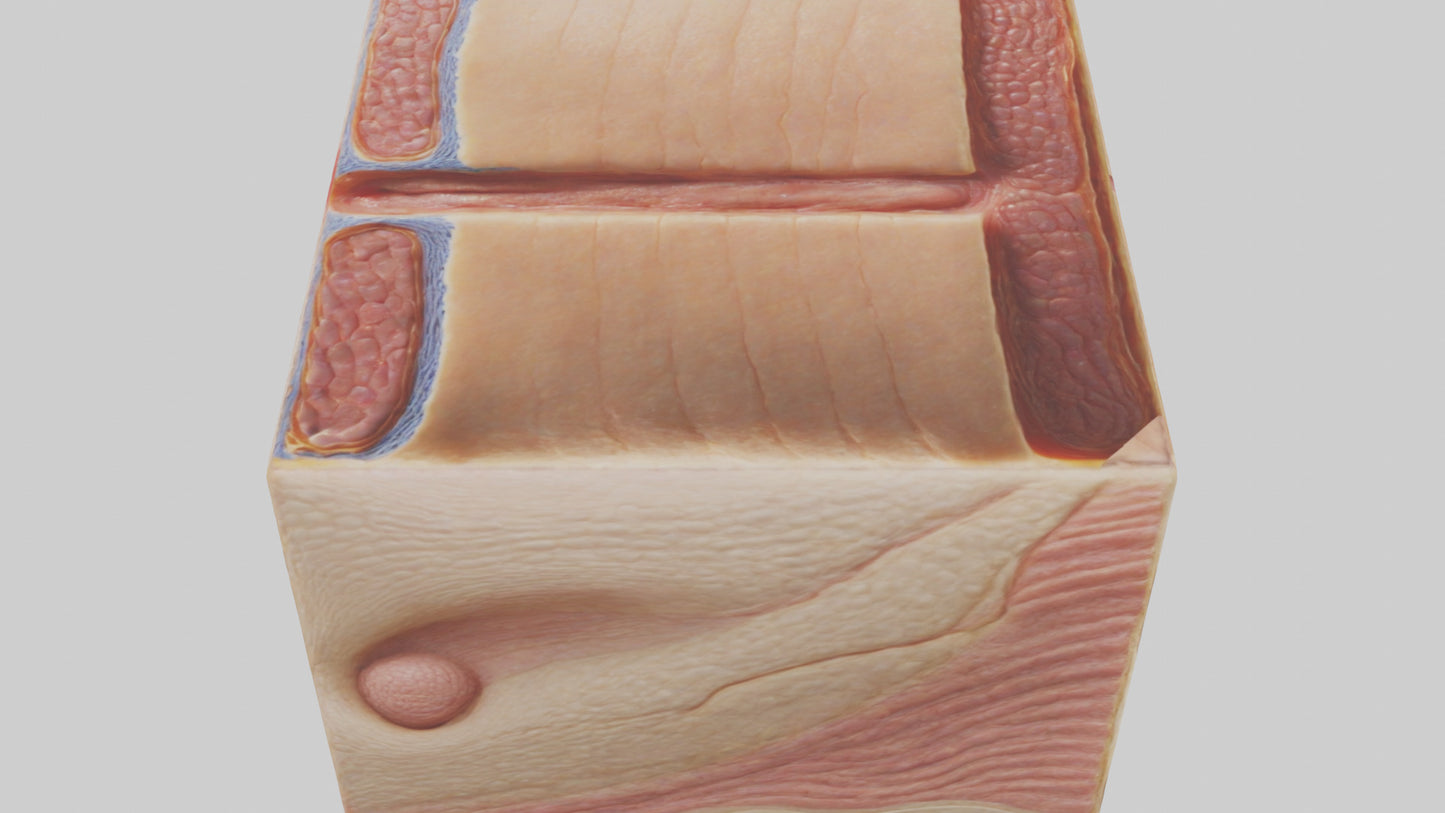 3D model Human Dermis Model VR / AR / low-poly