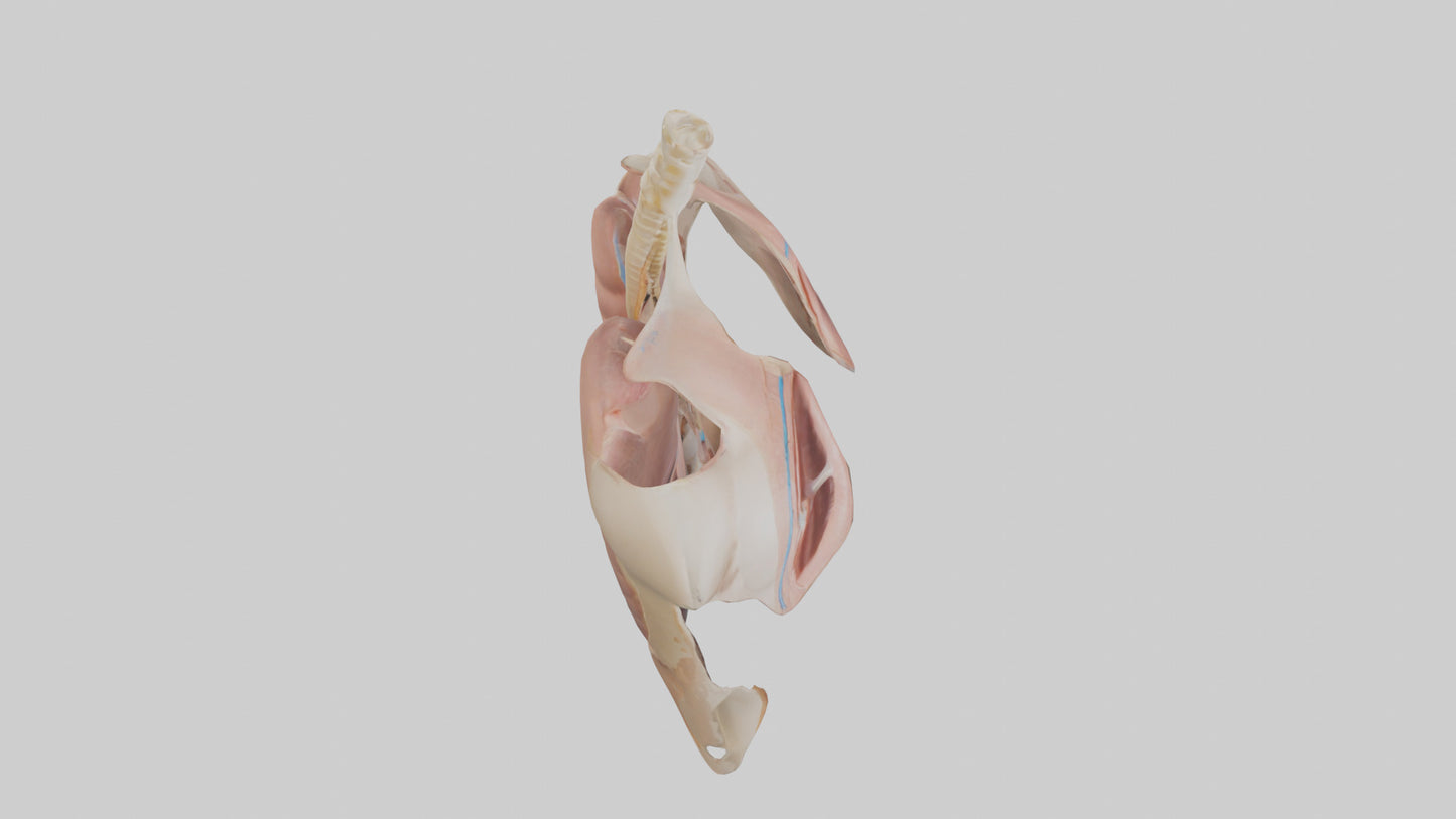 Human Diaphragm Model VR / AR / low-poly