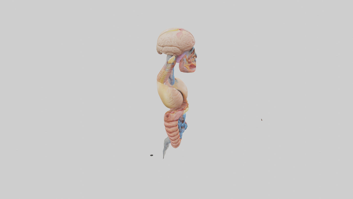 3D model Human Digestive Process Model VR / AR / low-poly