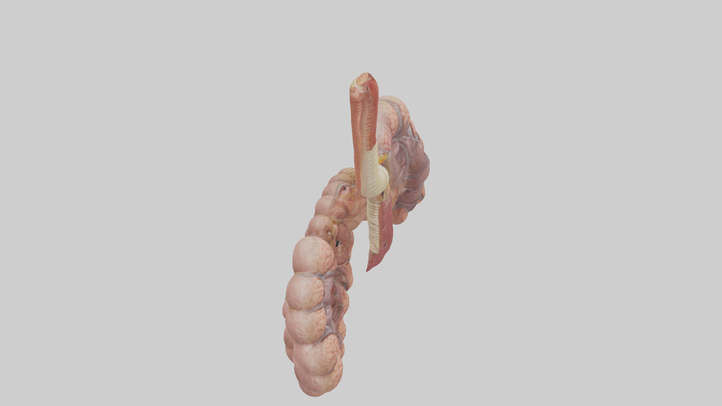 3D model Human Duodenum and Jejunum Model VR / AR / low-poly